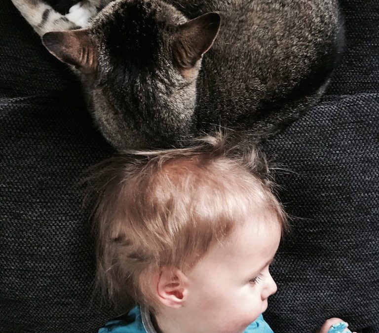 Schmusekatzen-Regenwetter