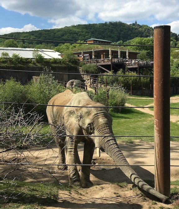 Kamel, Elefant & Co