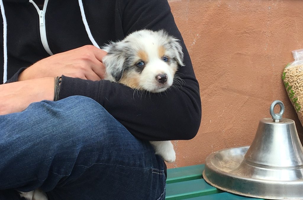Besuch bei den Red Fire Aussies